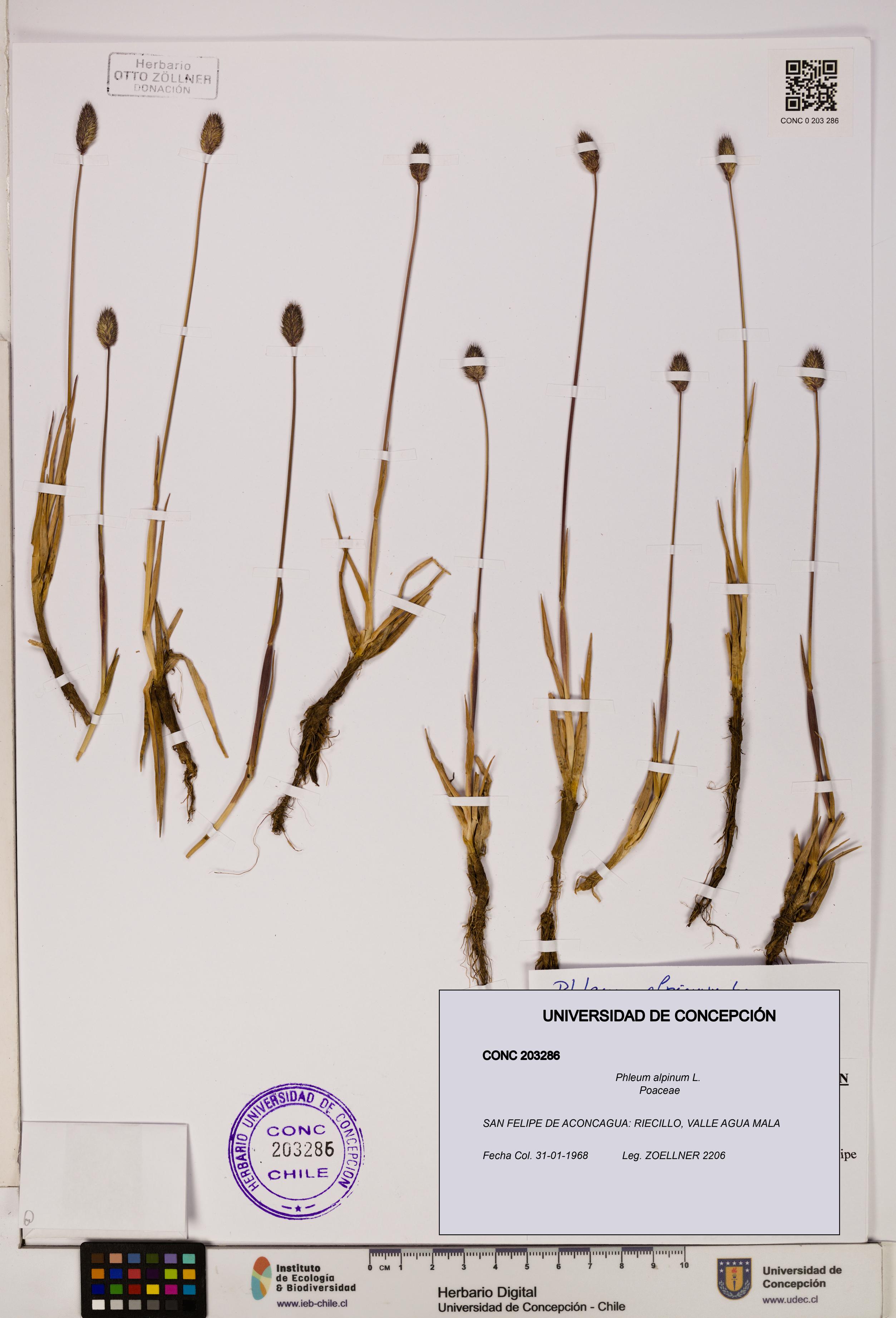 Phleum alpinum [Espécimen: UDEC:CONC:0203286]
