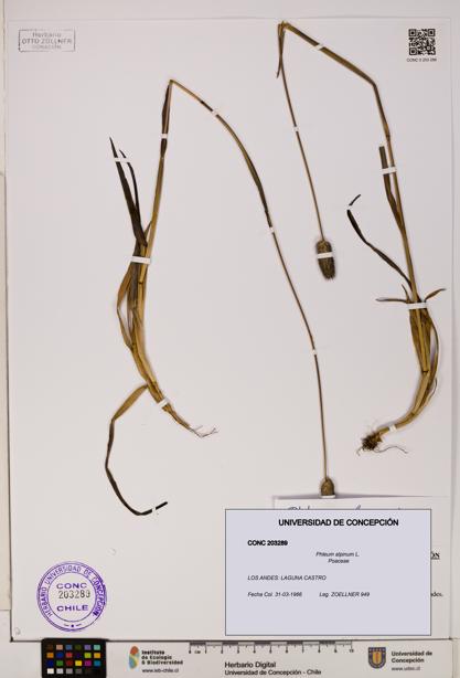 Phleum alpinum [Espécimen: UDEC:CONC:0203289]