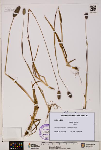 Phleum alpinum [Espécimen: UDEC:CONC:0203290]
