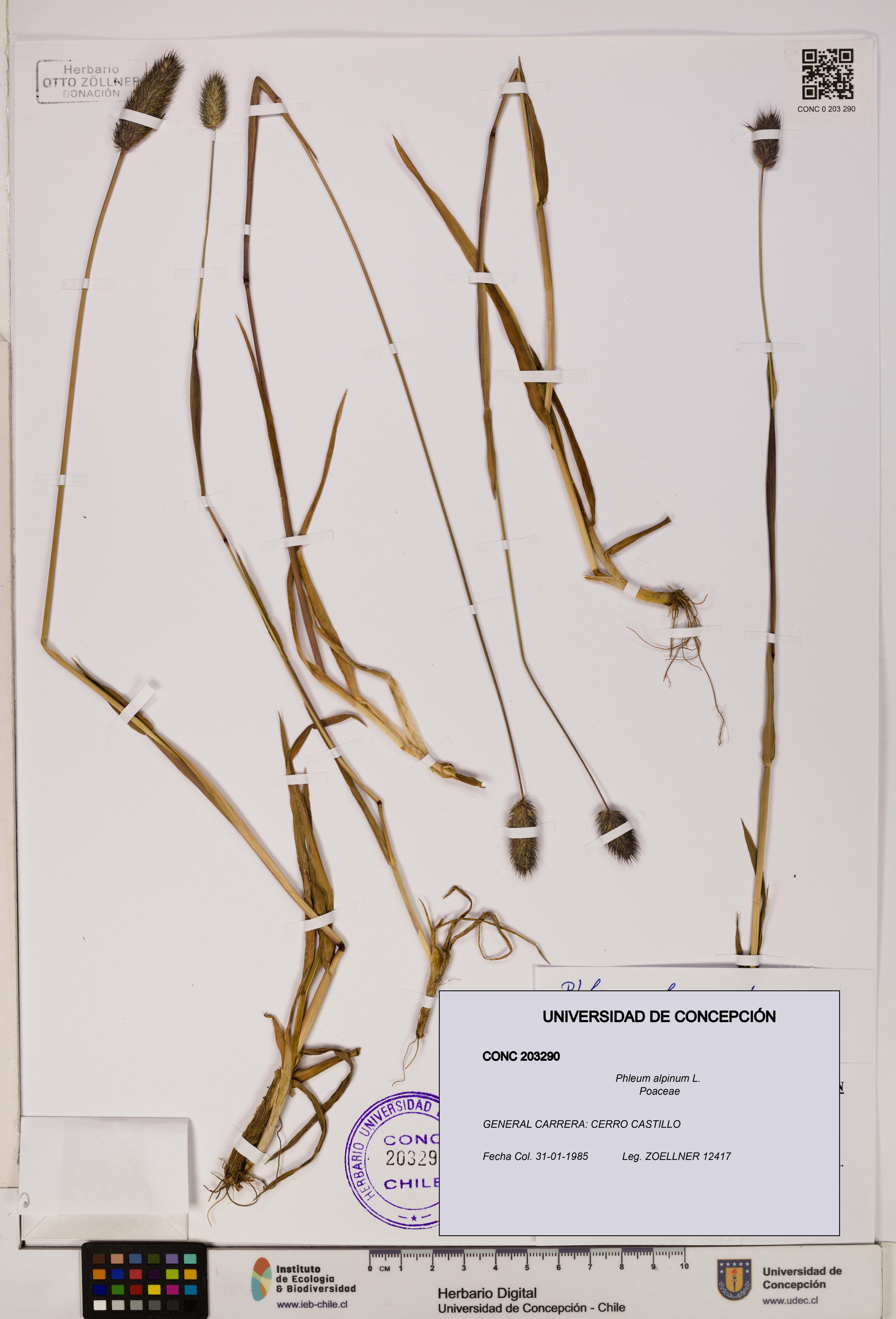Phleum alpinum [Espécimen: UDEC:CONC:0203290]