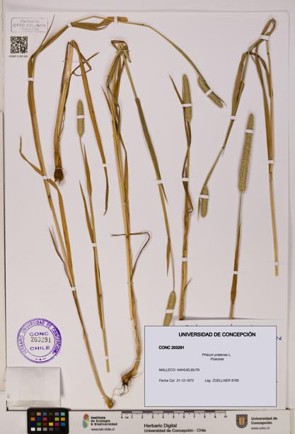 Phleum pratense [Espécimen: UDEC:CONC:0203291]