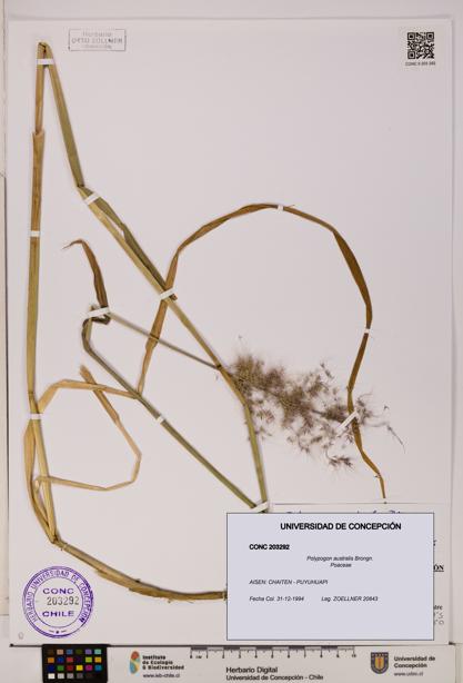Polypogon australis [Espécimen: UDEC:CONC:0203292]