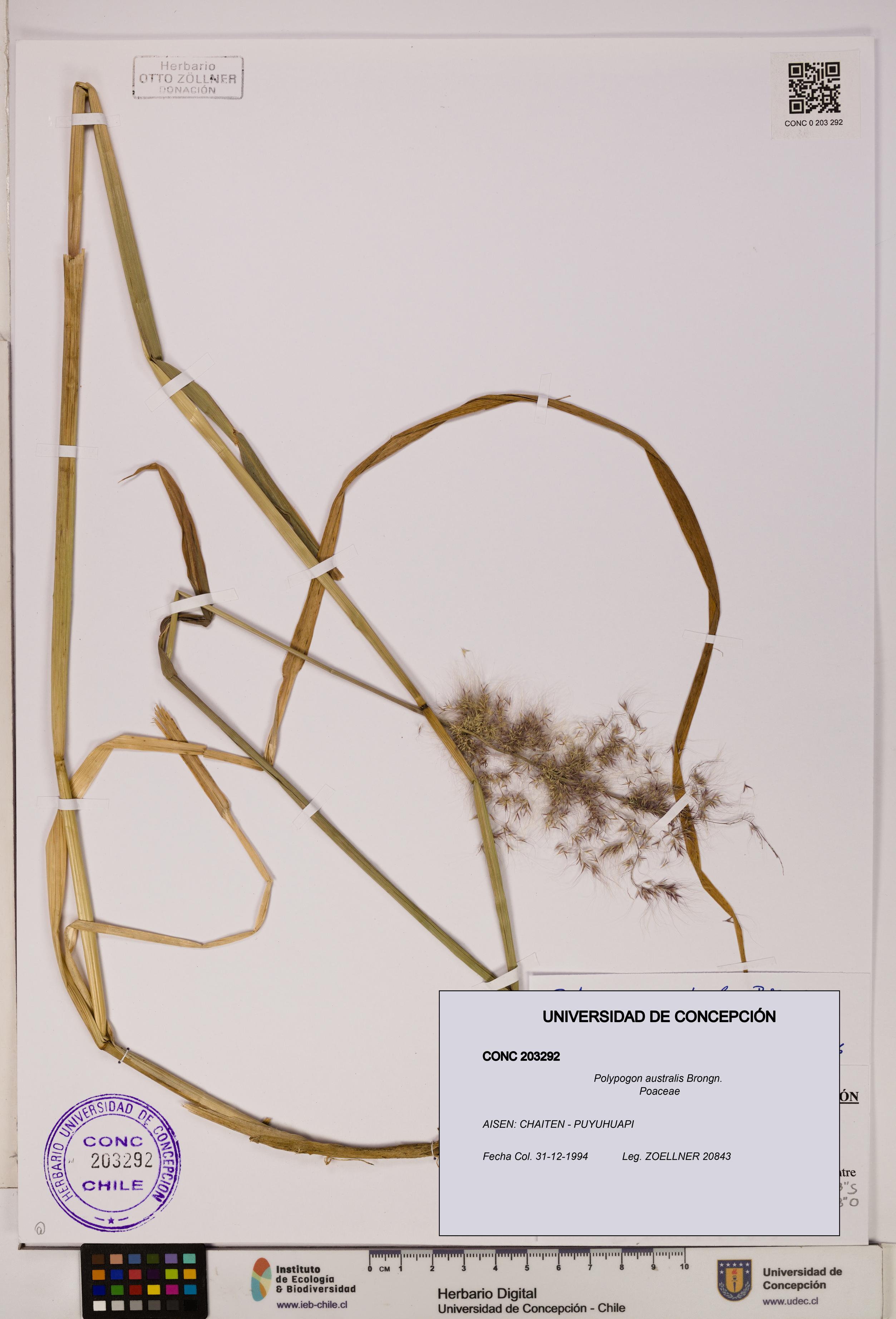 Polypogon australis [Espécimen: UDEC:CONC:0203292]