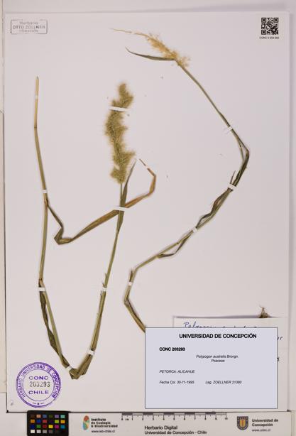 Polypogon australis [Espécimen: UDEC:CONC:0203293]