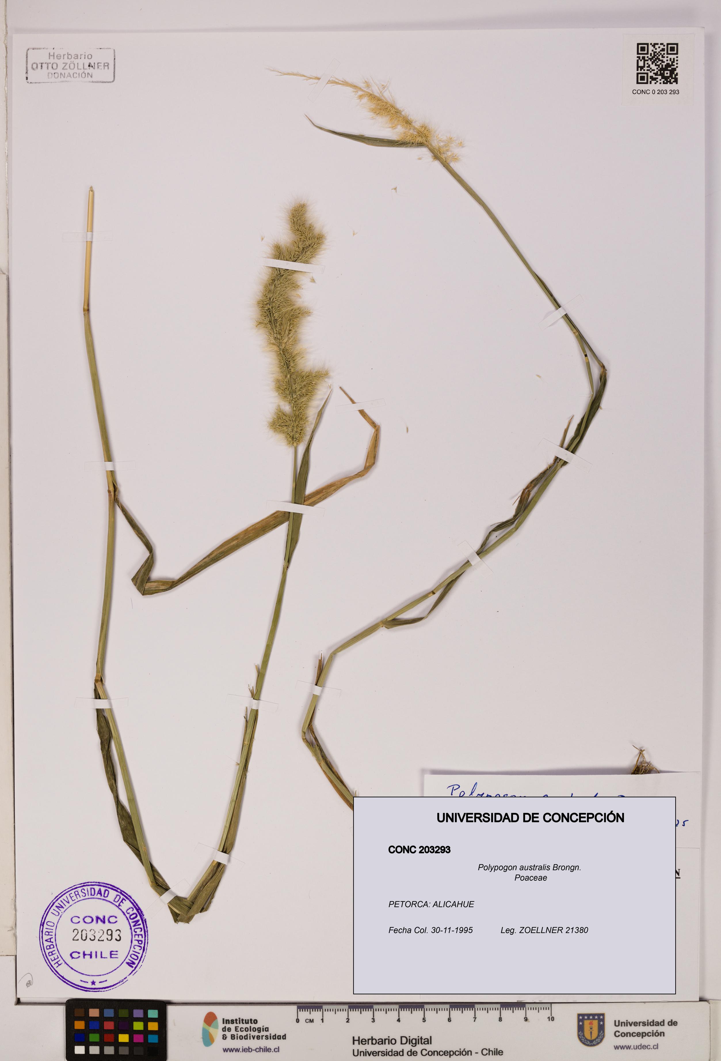 Polypogon australis [Espécimen: UDEC:CONC:0203293]