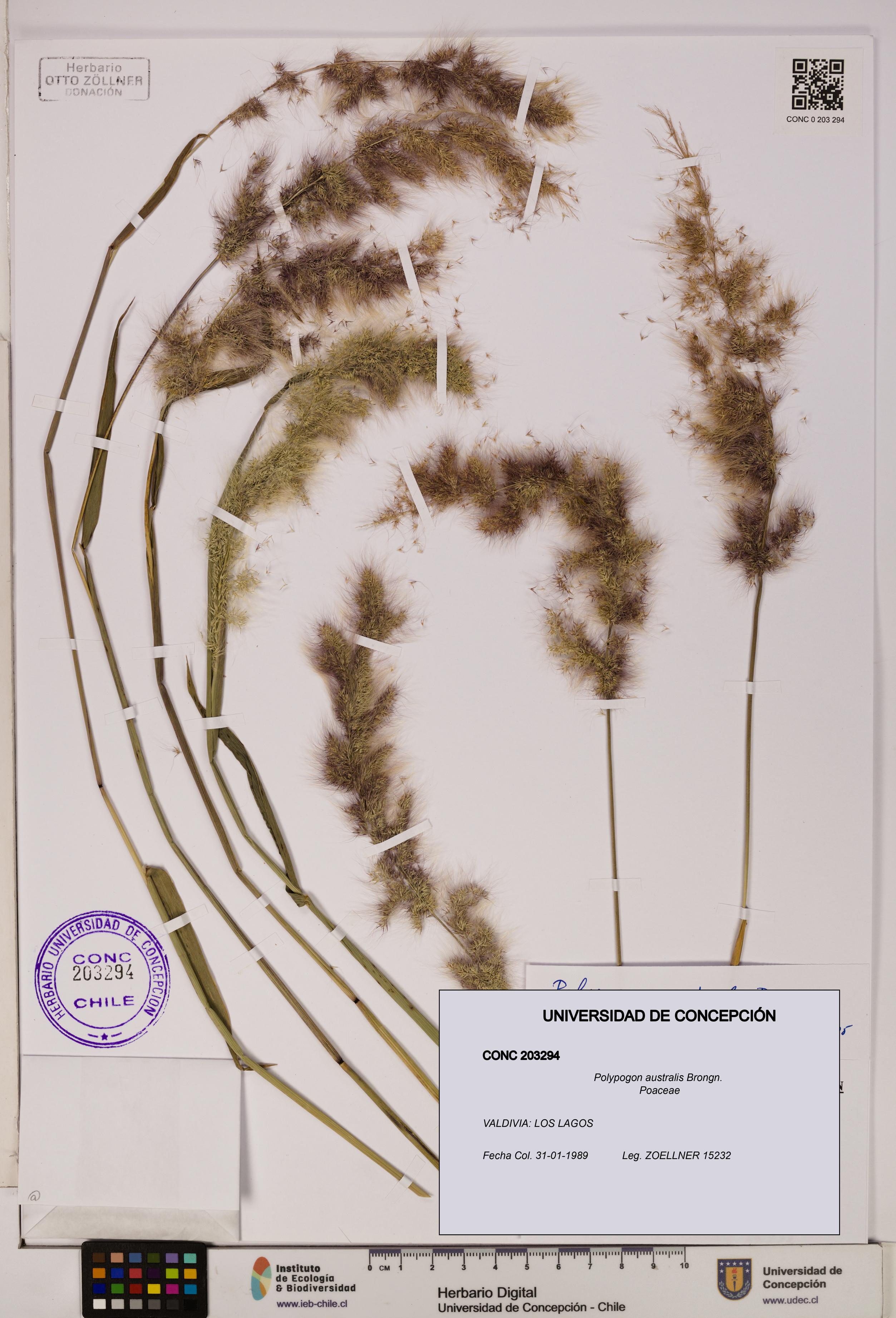 Polypogon australis [Espécimen: UDEC:CONC:0203294]