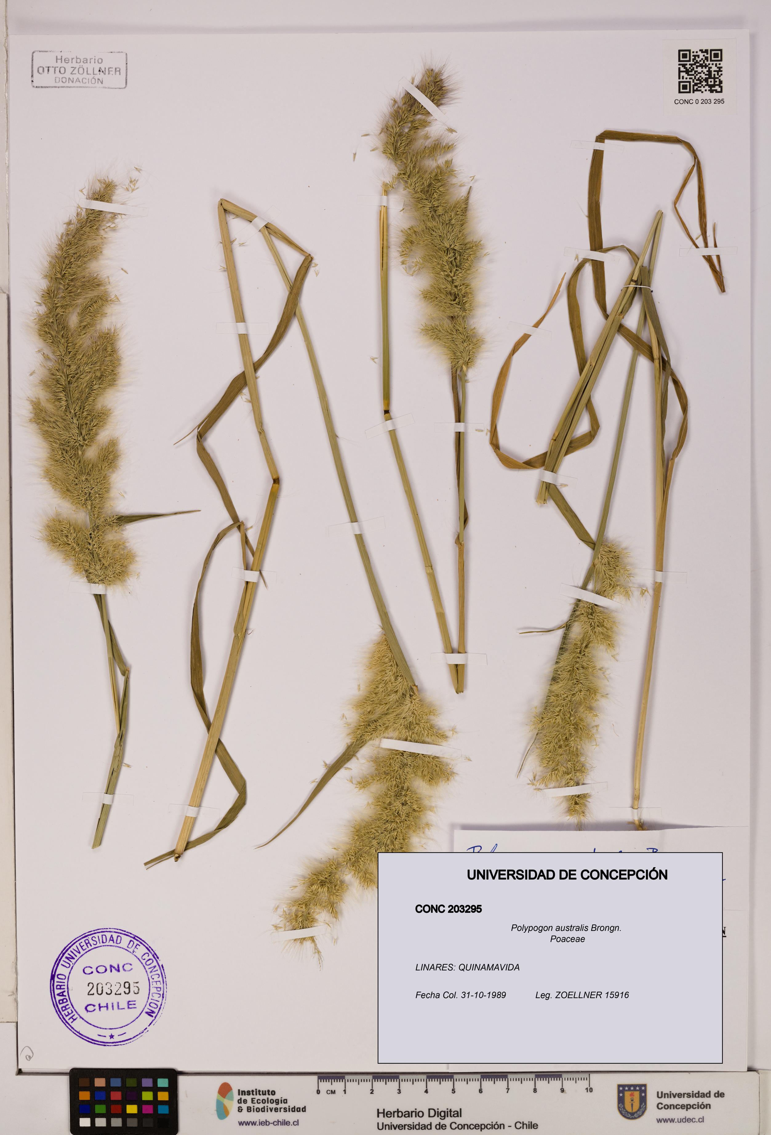 Polypogon australis [Espécimen: UDEC:CONC:0203295]