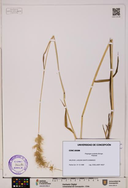 Polypogon australis [Espécimen: UDEC:CONC:0203296]