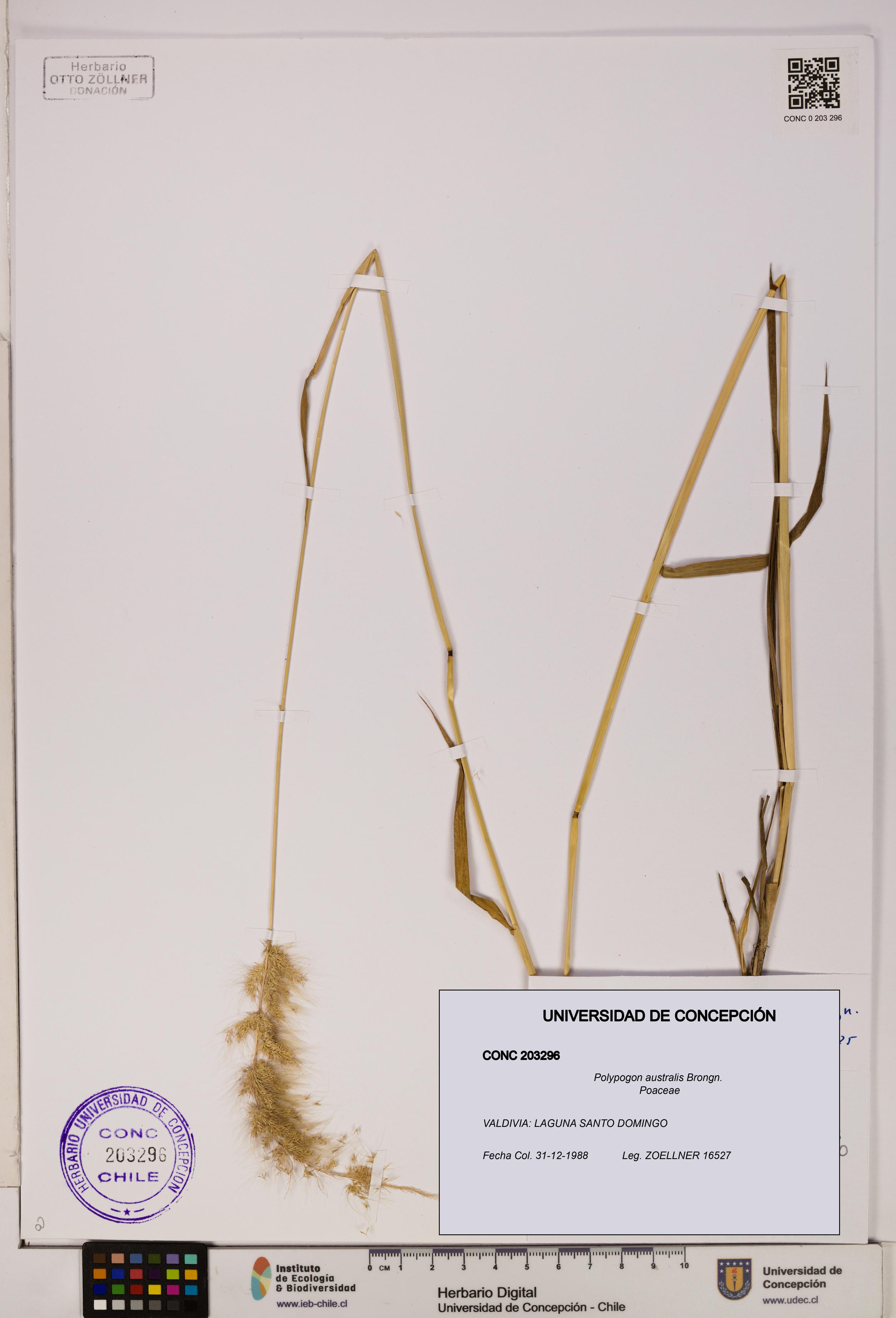Polypogon australis [Espécimen: UDEC:CONC:0203296]