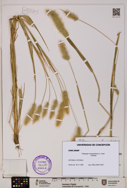 Polypogon monspeliensis [Espécimen: UDEC:CONC:0203297]