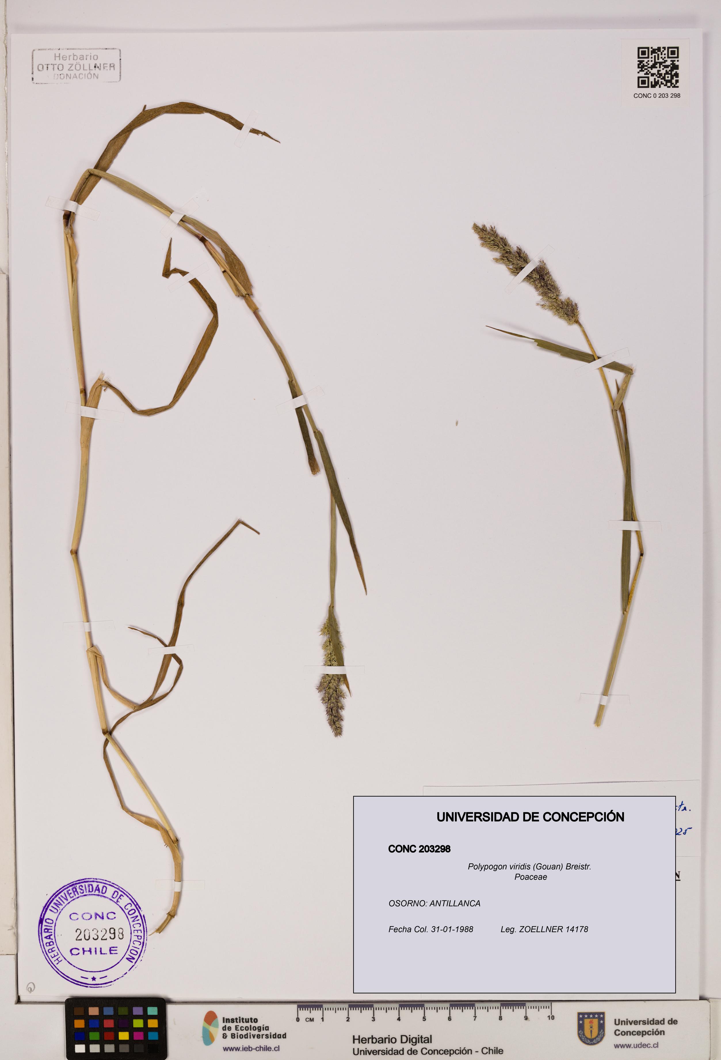 Polypogon viridis [Espécimen: UDEC:CONC:0203298]