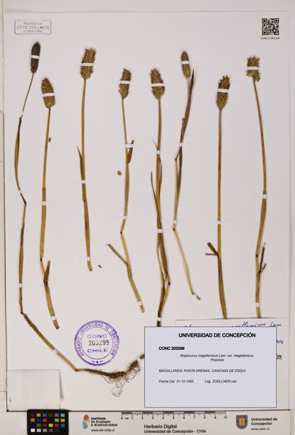 Alopecurus magellanicus var. magellanicus [Espécimen: ]