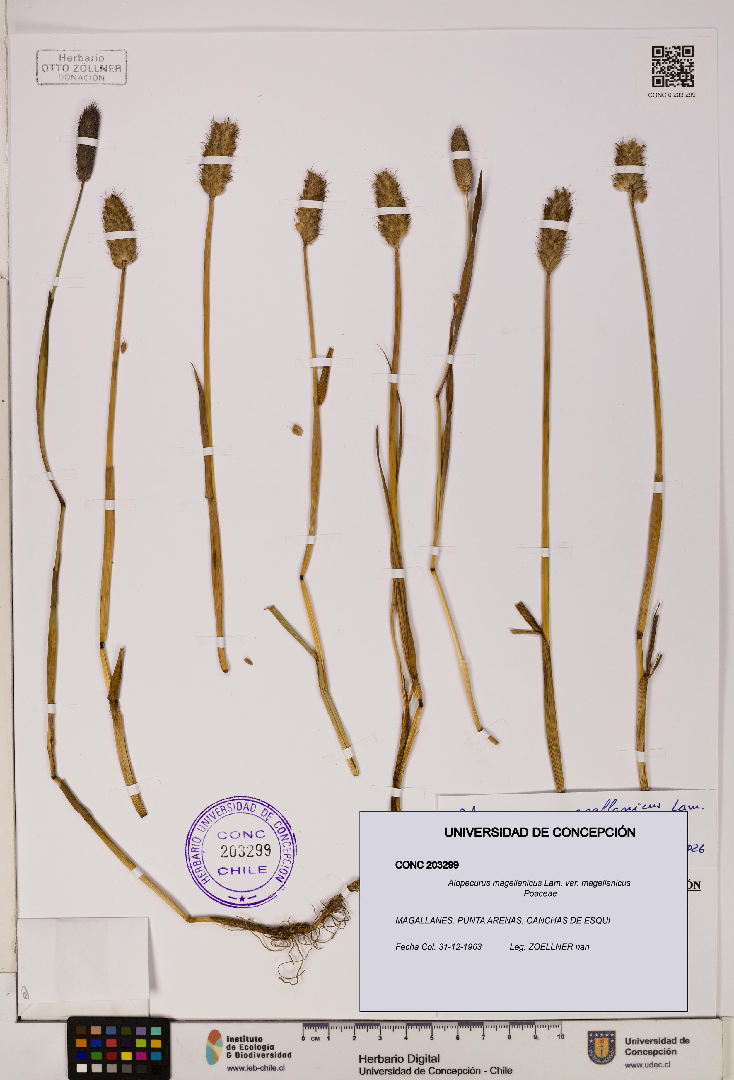 Alopecurus magellanicus var. magellanicus [Espécimen: ]