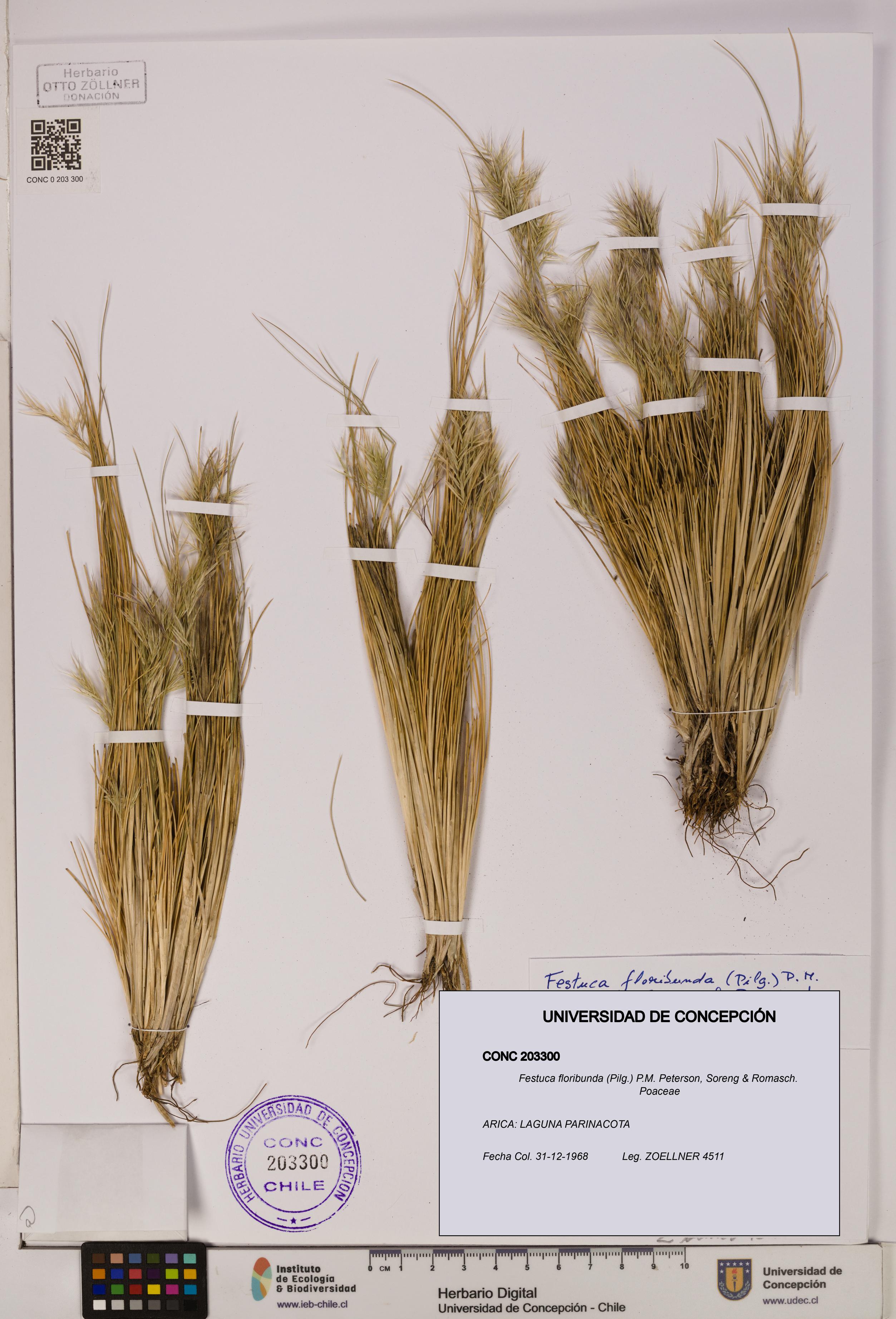 Festuca floribunda [Espécimen: ]