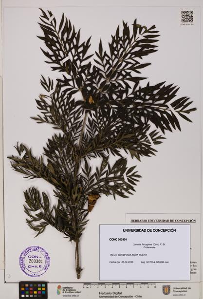 Lomatia ferruginea [Espécimen: UDEC:CONC:0203301]