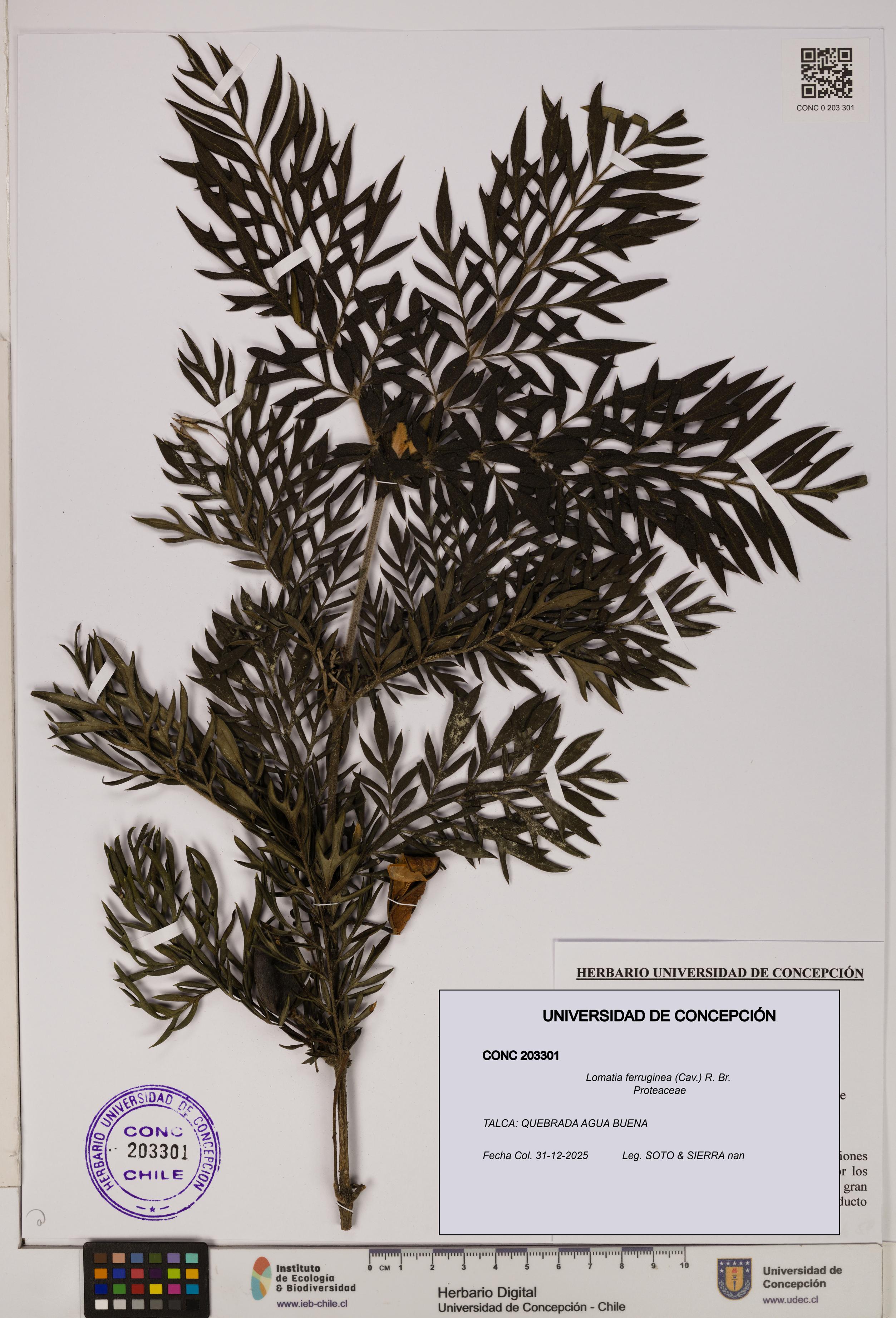 Lomatia ferruginea [Espécimen: UDEC:CONC:0203301]
