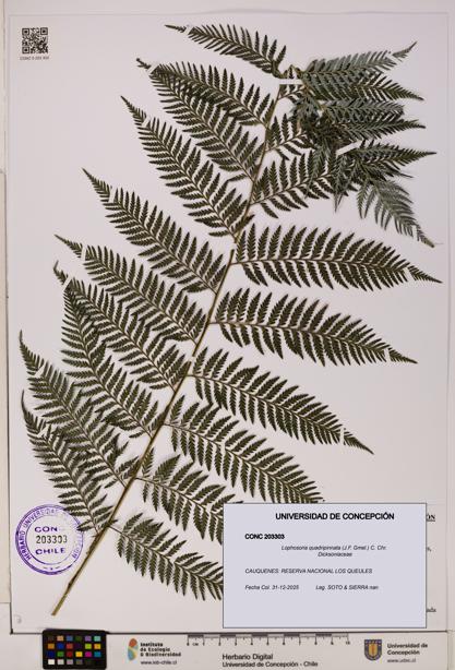 Lophosoria quadripinnata [Espécimen: UDEC:CONC:0203303]