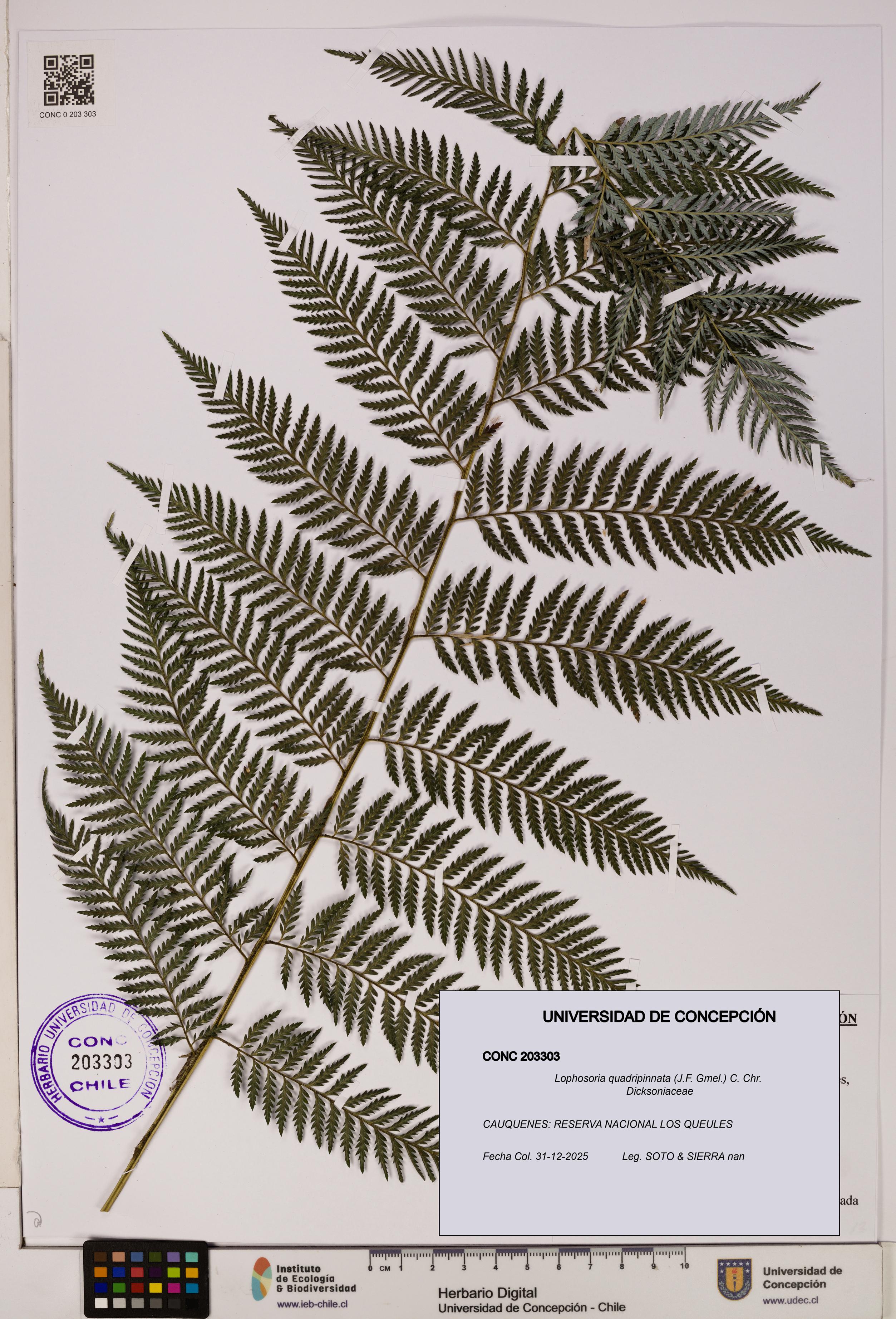 Lophosoria quadripinnata [Espécimen: UDEC:CONC:0203303]