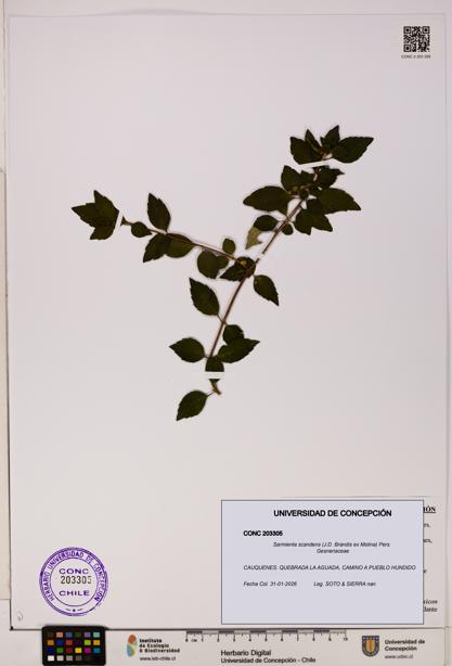 Sarmienta scandens [Espécimen: ]
