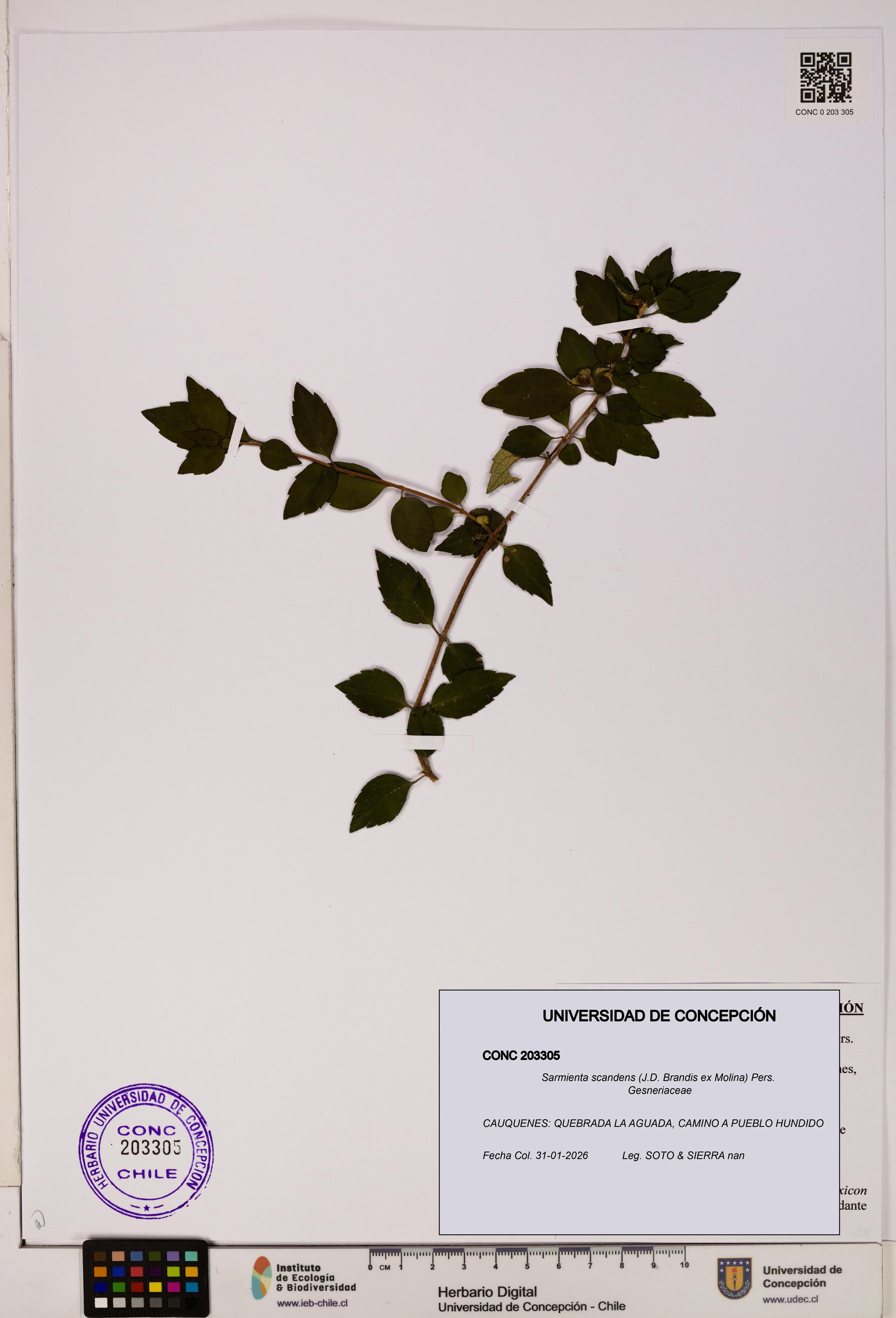 Sarmienta scandens [Espécimen: ]