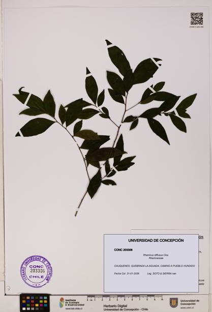 Rhamnus diffusus [Espécimen: UDEC:CONC:0203306]