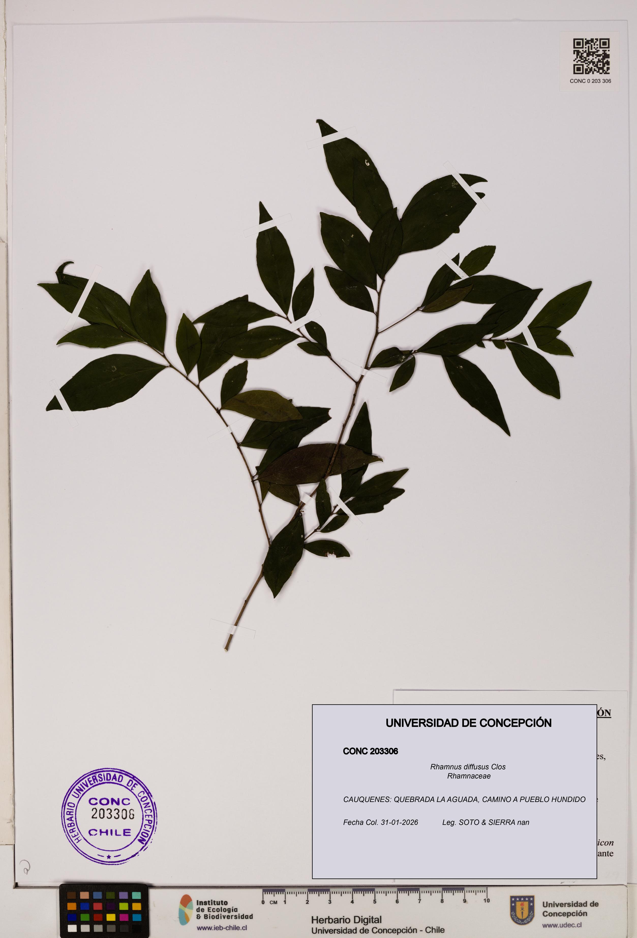 Rhamnus diffusus [Espécimen: UDEC:CONC:0203306]