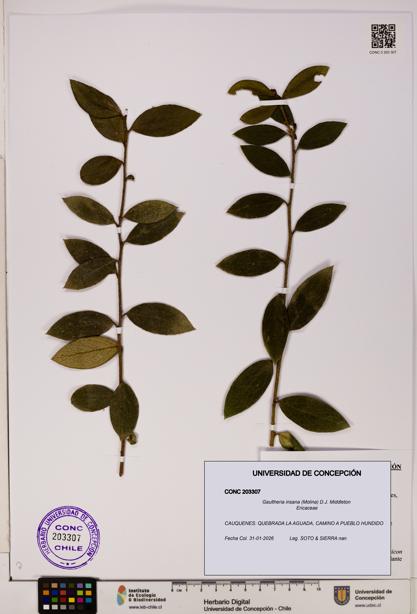 Gaultheria insana [Espécimen: UDEC:CONC:0203307]