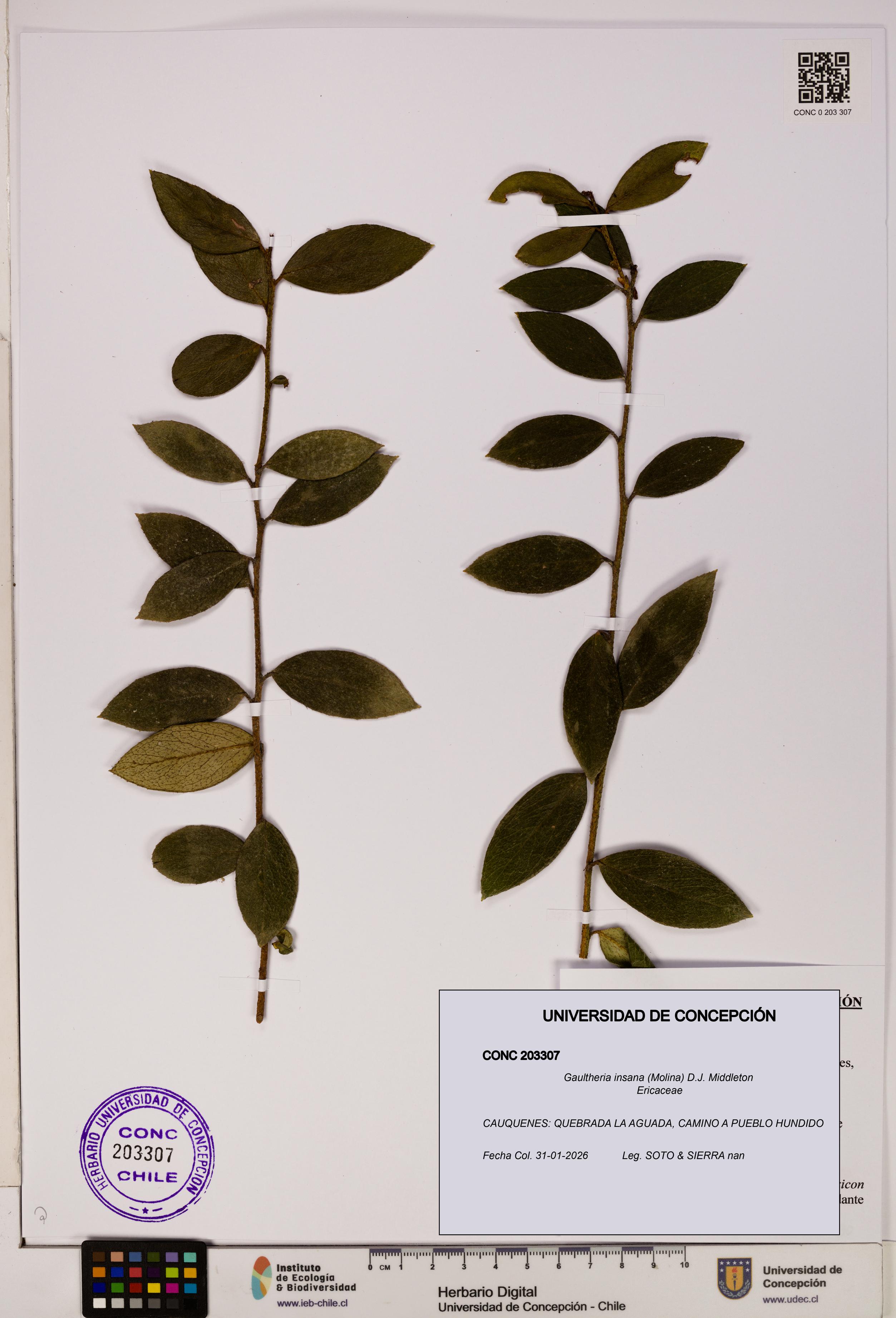 Gaultheria insana [Espécimen: UDEC:CONC:0203307]