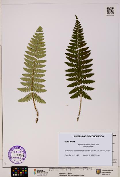 Polystichum chilense [Espécimen: UDEC:CONC:0203308]