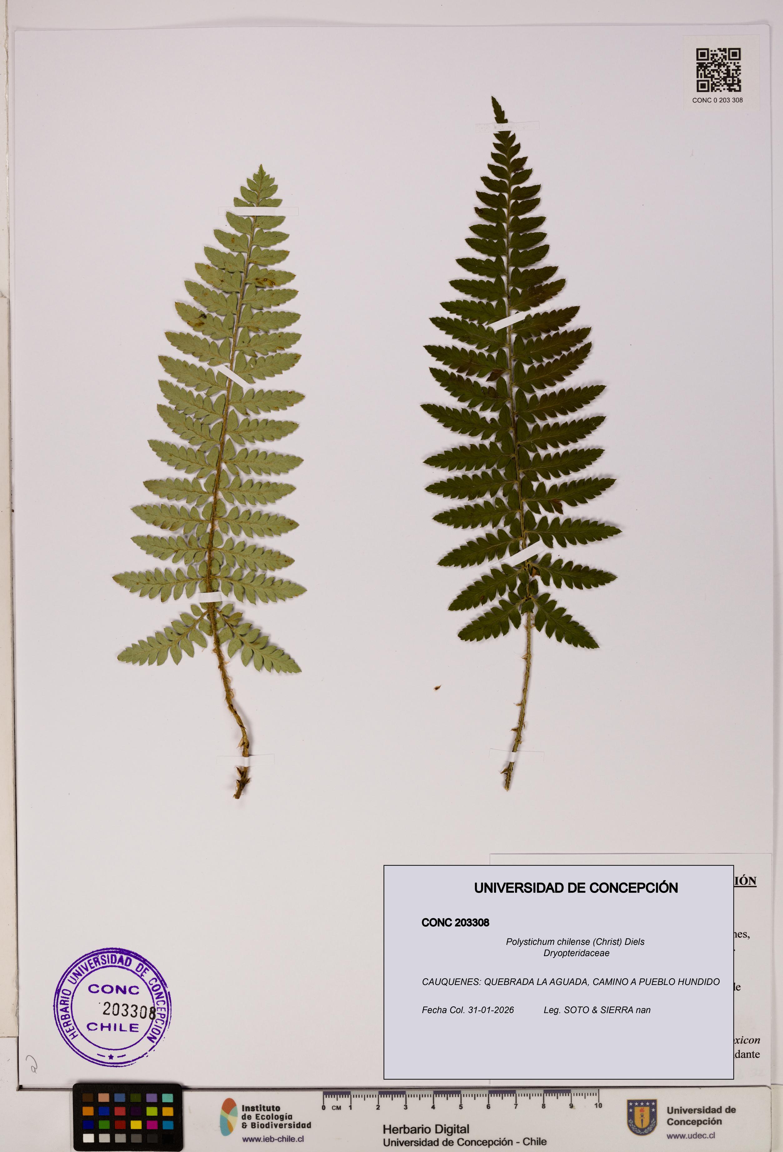 Polystichum chilense [Espécimen: UDEC:CONC:0203308]