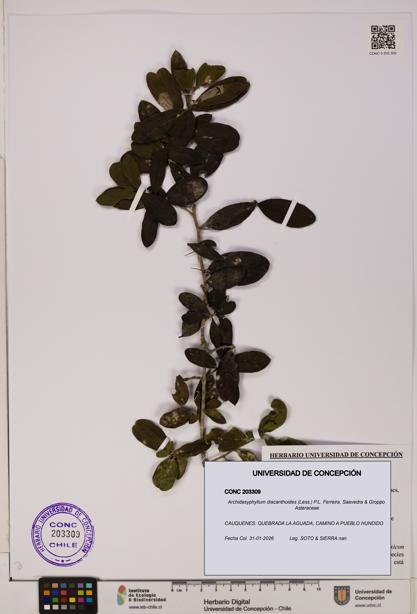 Archidasyphyllum diacanthoides [Espécimen: UDEC:CONC:0203309]