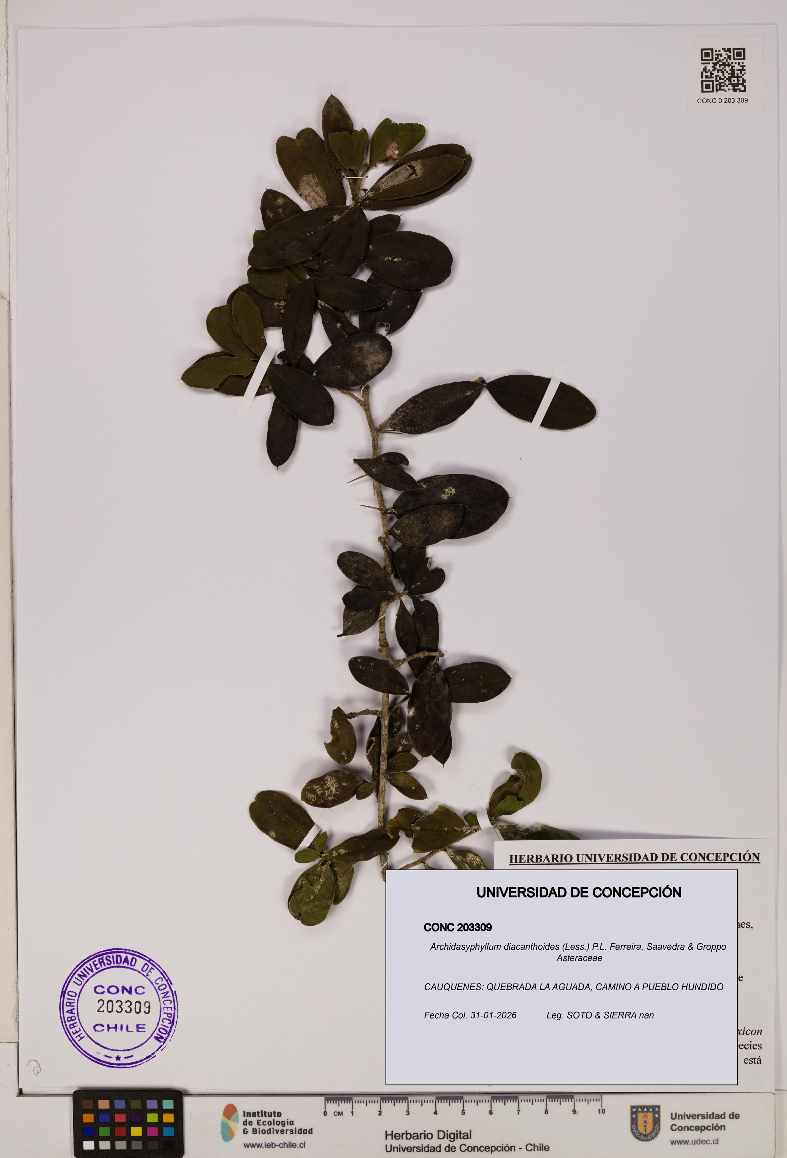 Archidasyphyllum diacanthoides [Espécimen: UDEC:CONC:0203309]