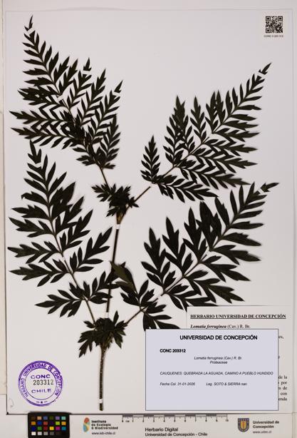 Lomatia ferruginea [Espécimen: UDEC:CONC:0203312]