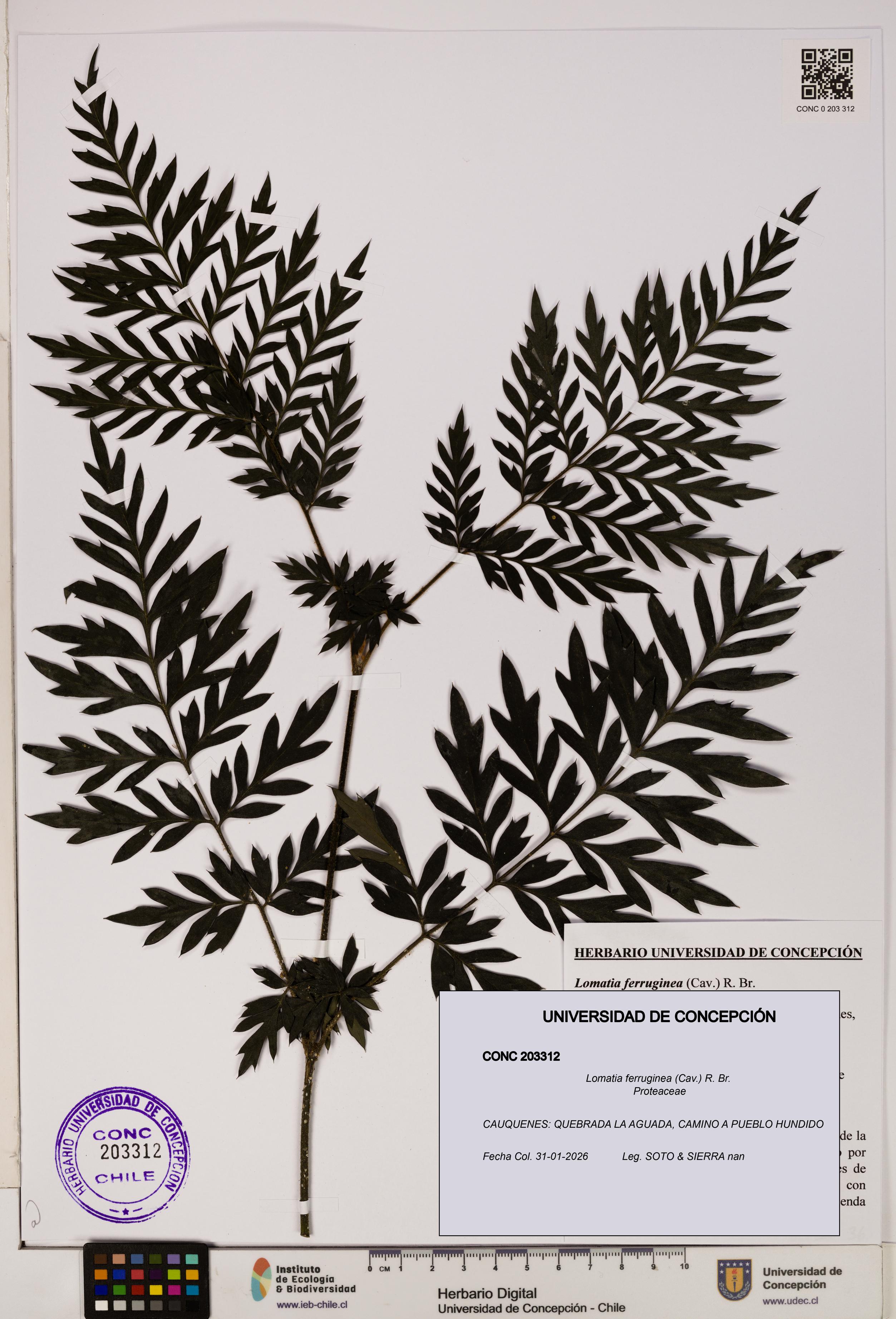 Lomatia ferruginea [Espécimen: UDEC:CONC:0203312]