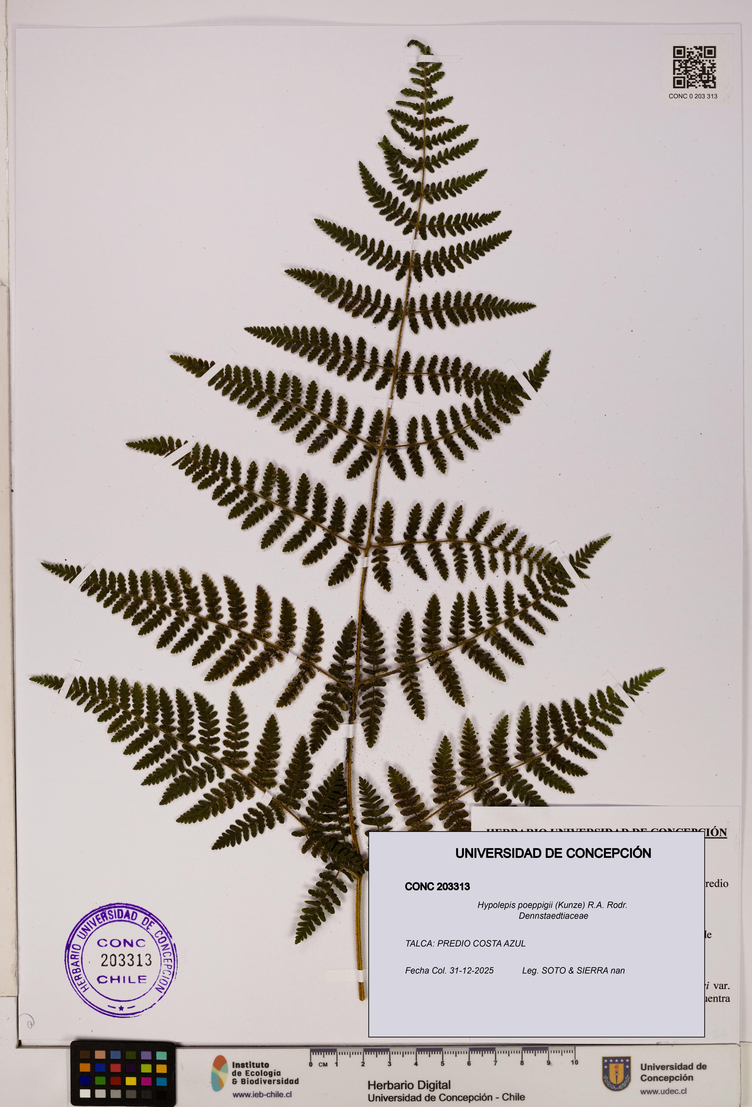 Hypolepis poeppigii [Espécimen: UDEC:CONC:0203313]