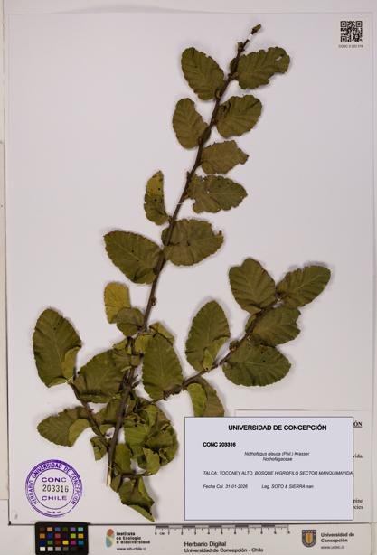 Nothofagus glauca [Espécimen: UDEC:CONC:0203316]