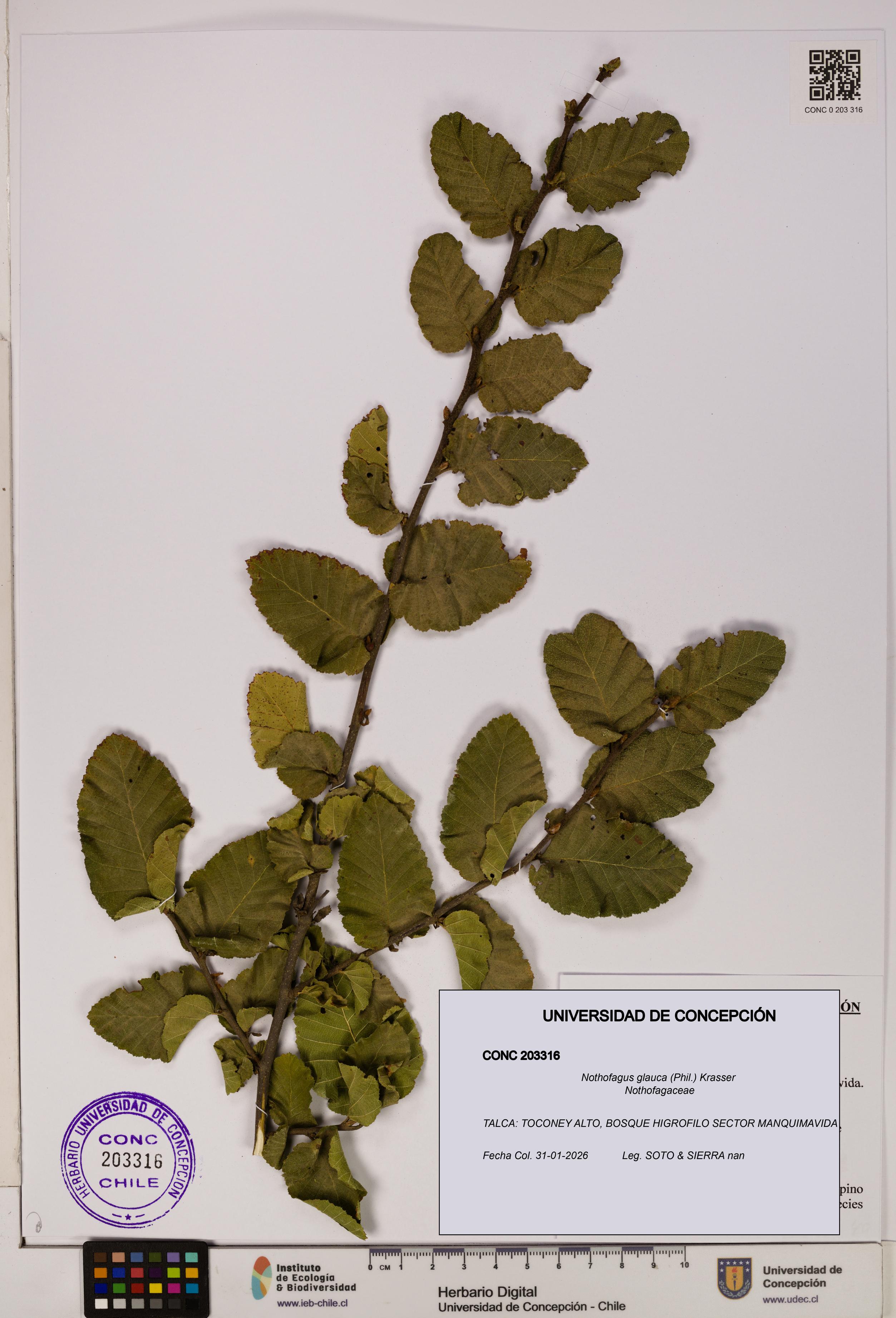 Nothofagus glauca [Espécimen: UDEC:CONC:0203316]