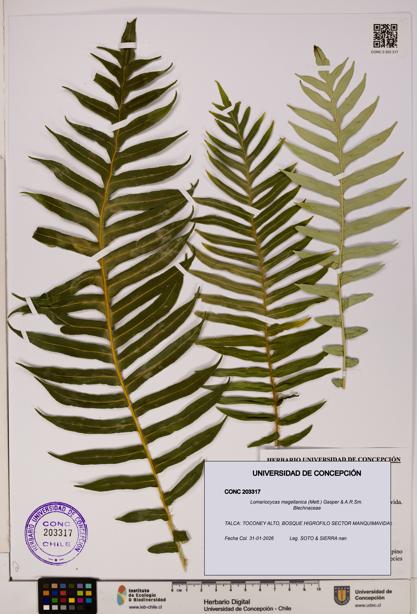 Lomariocycas magellanica [Espécimen: UDEC:CONC:0203317]