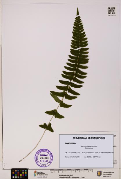 Blechnum hastatum [Espécimen: UDEC:CONC:0203318]