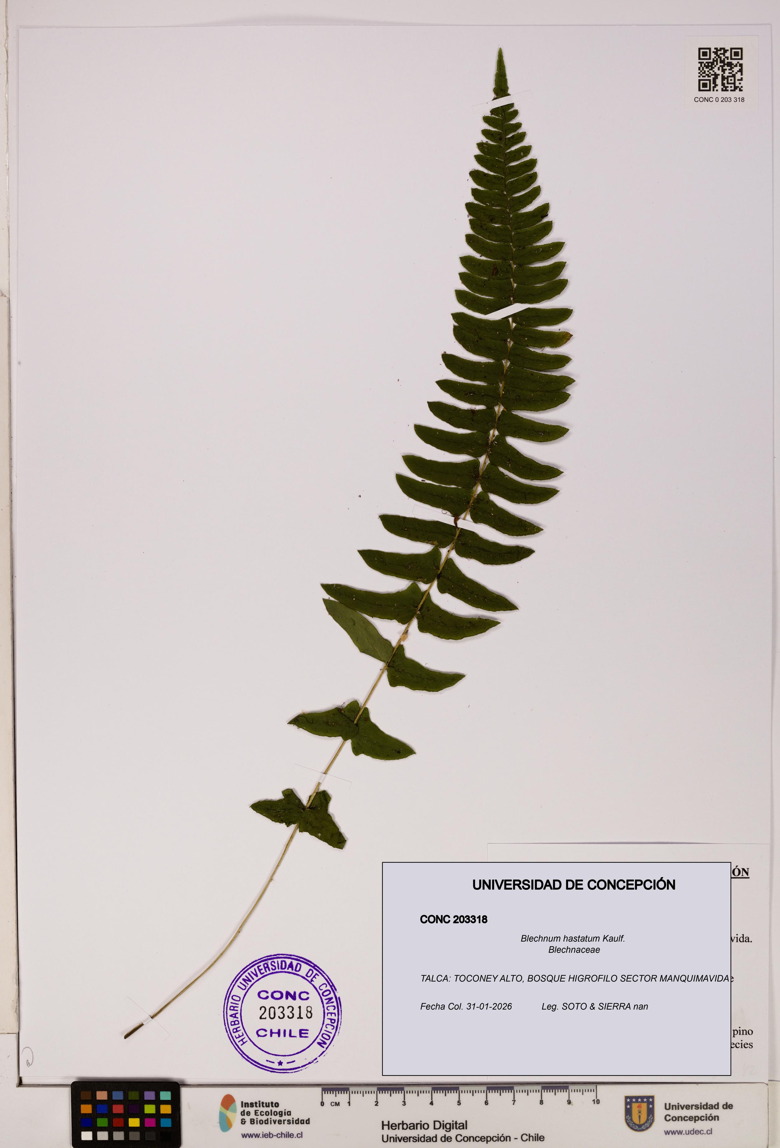 Blechnum hastatum [Espécimen: UDEC:CONC:0203318]