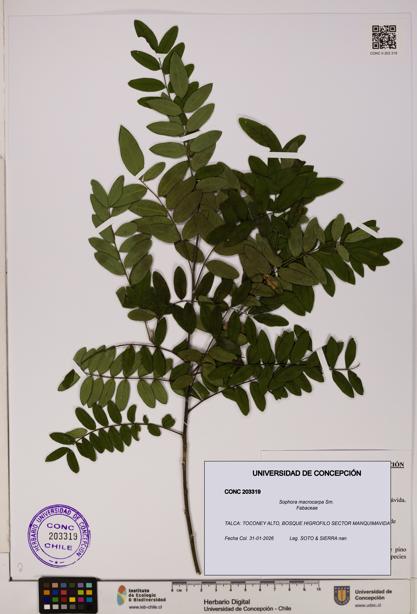 Sophora macrocarpa [Espécimen: UDEC:CONC:0203319]