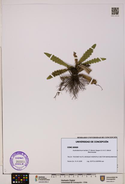 Austroblechnum lechleri [Espécimen: UDEC:CONC:0203323]