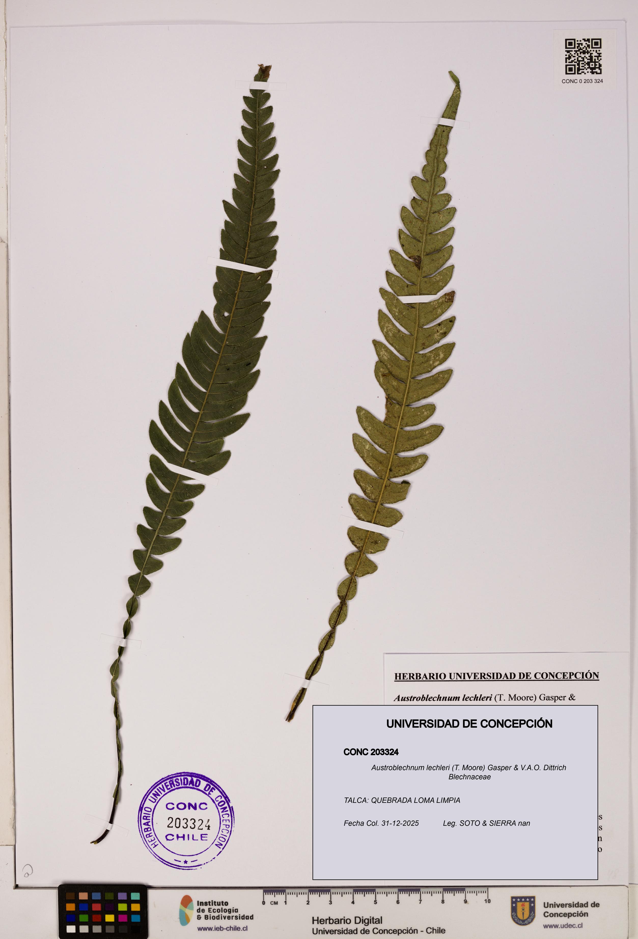 Austroblechnum lechleri [Espécimen: UDEC:CONC:0203324]