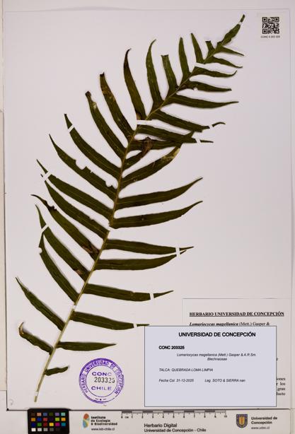 Lomariocycas magellanica [Espécimen: UDEC:CONC:0203325]