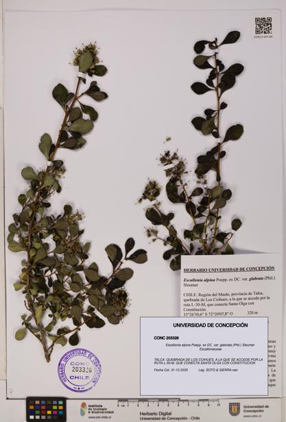 Escallonia alpina [Espécimen: UDEC:CONC:0203326]