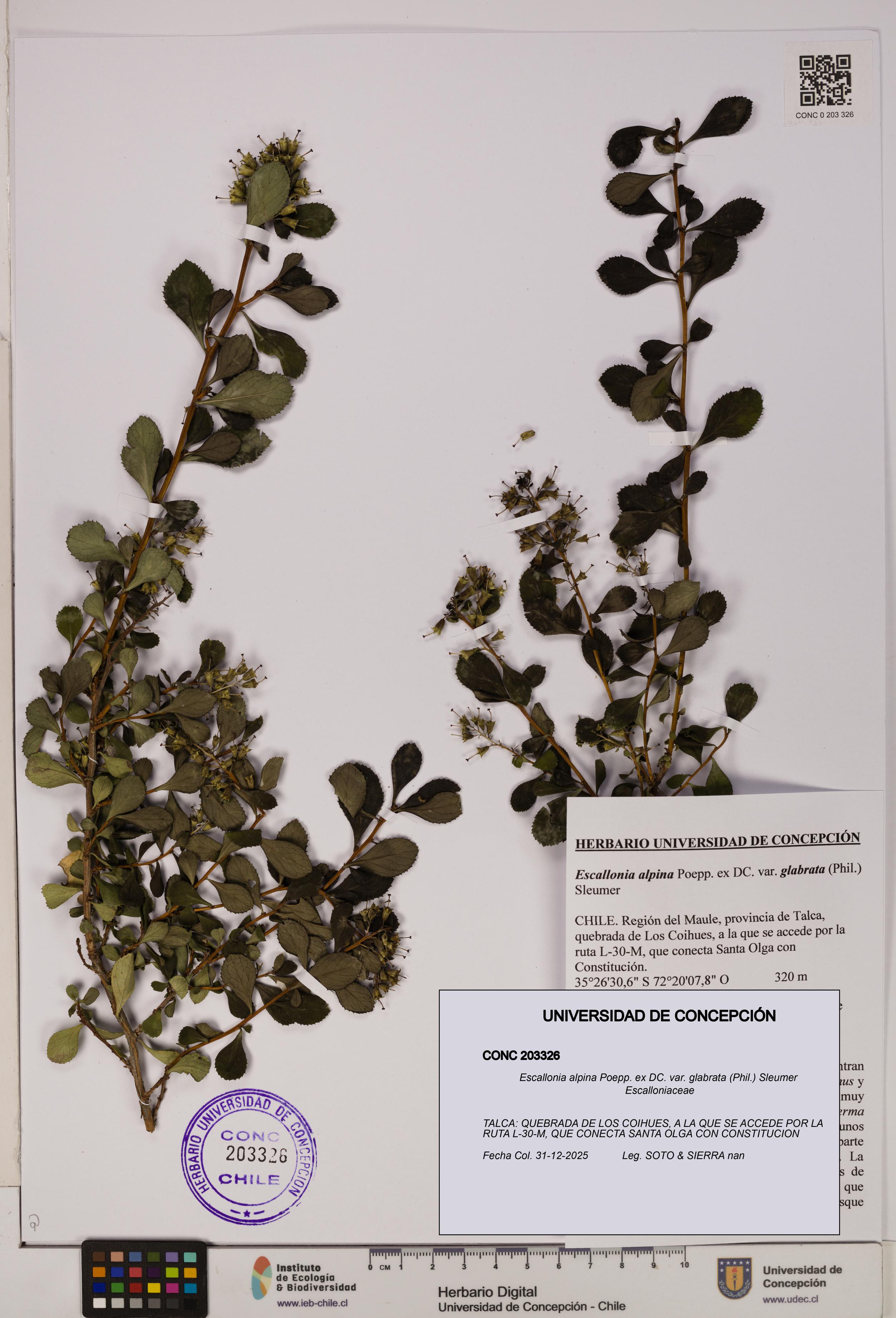 Escallonia alpina [Espécimen: UDEC:CONC:0203326]