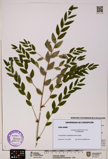 Luzuriaga radicans [Espécimen: UDEC:CONC:0203329]