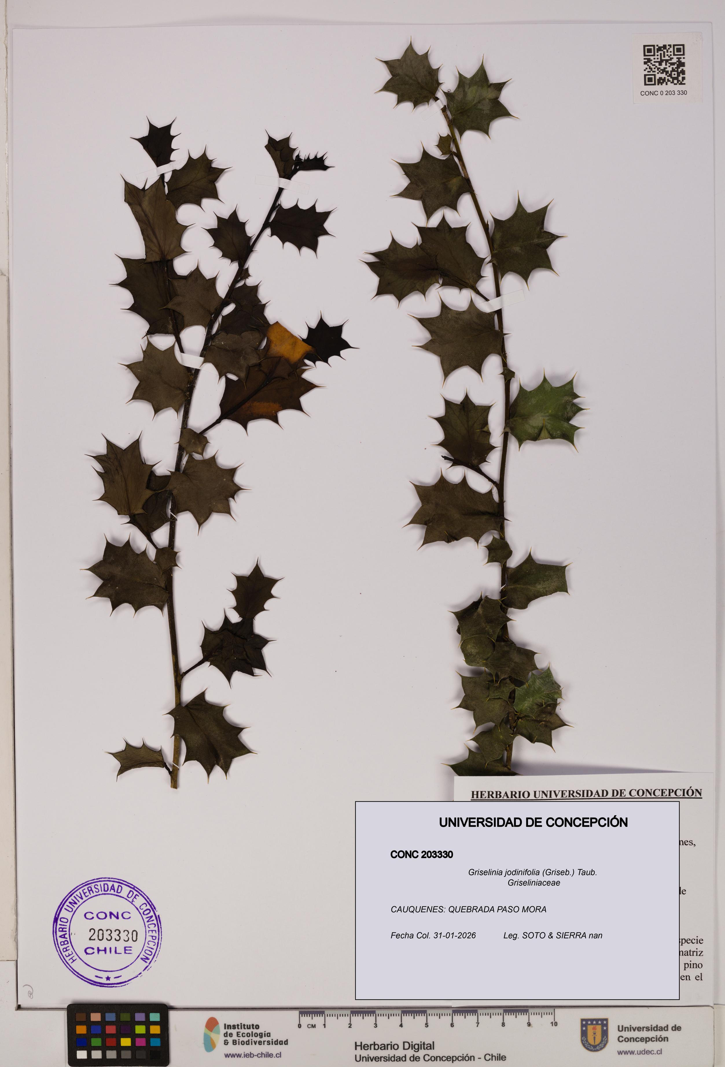 Griselinia jodinifolia [Espécimen: UDEC:CONC:0203330]
