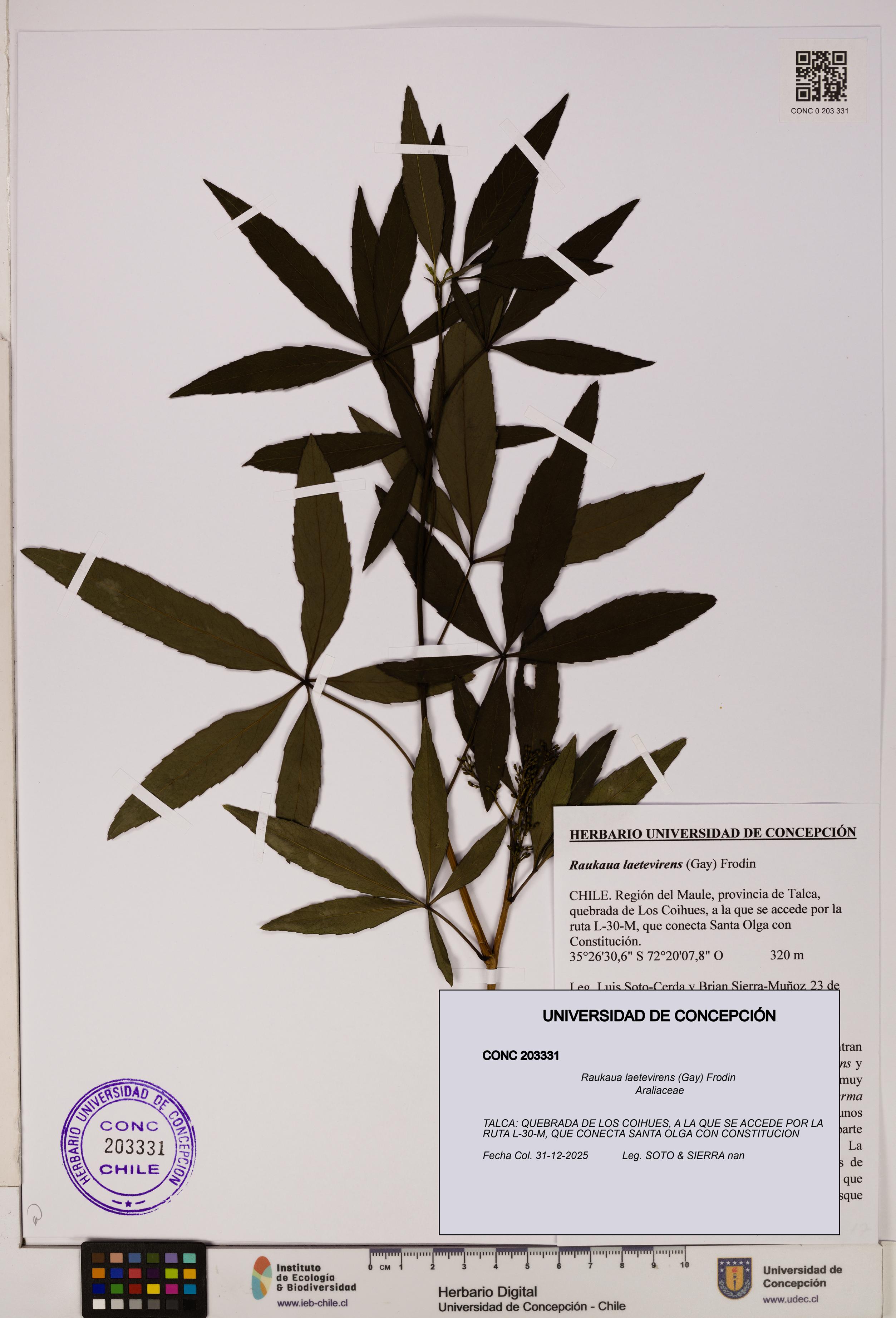 Raukaua laetevirens [Espécimen: UDEC:CONC:0203331]