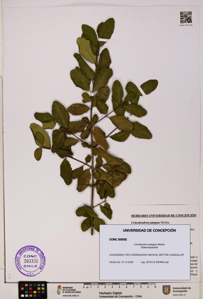 Crinodendron patagua [Espécimen: UDEC:CONC:0203332]